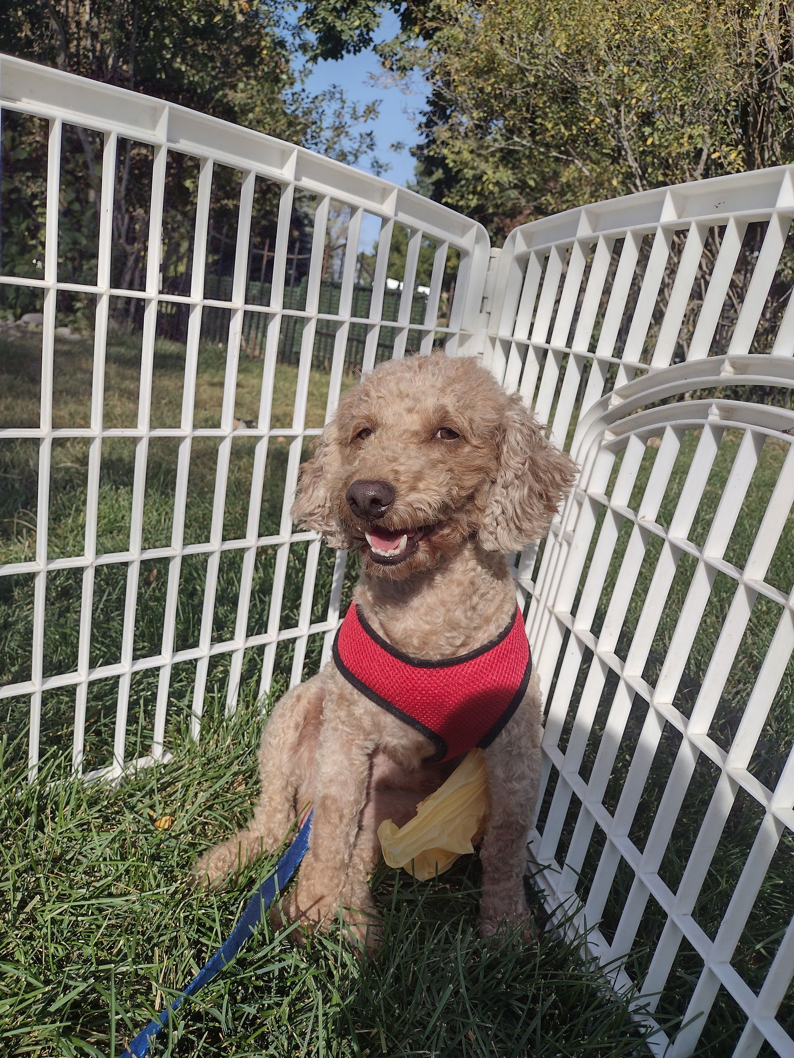 adoptable Dog in Sioux Falls, SD named Mason