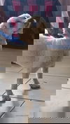 Skip
