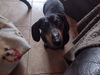 Cooper