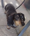Cooper