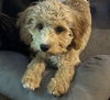 Ollie