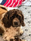 Bailey