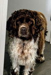 Bailey