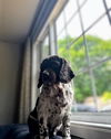 Bailey