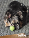 Nelly - Photo 2