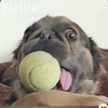 Nelly - Photo 3