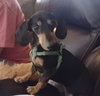 Izzy