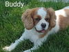 Buddy