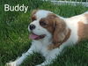 Buddy