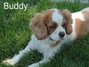 Buddy