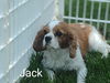 Jack