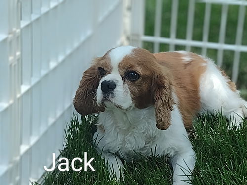 Jack