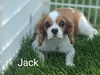Jack