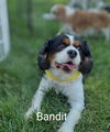 Bandit