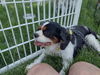 Bandit