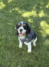 Sadie