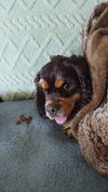 Toffee