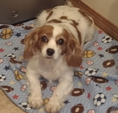 Sophie