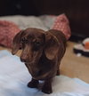 Rex