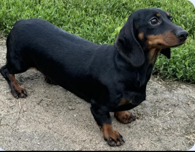 adoptable Dog in Sioux Falls, SD named Wiggles