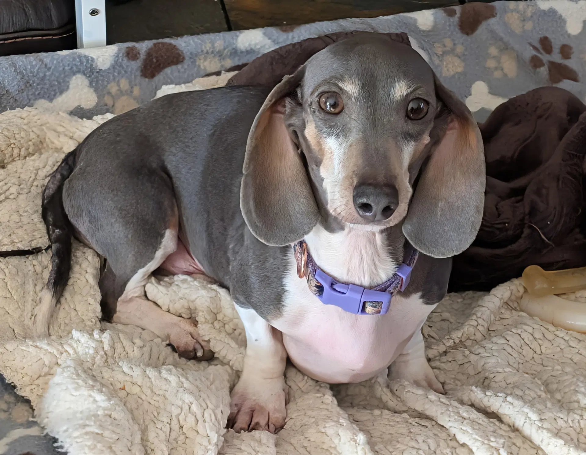 Gigi - Dachshund