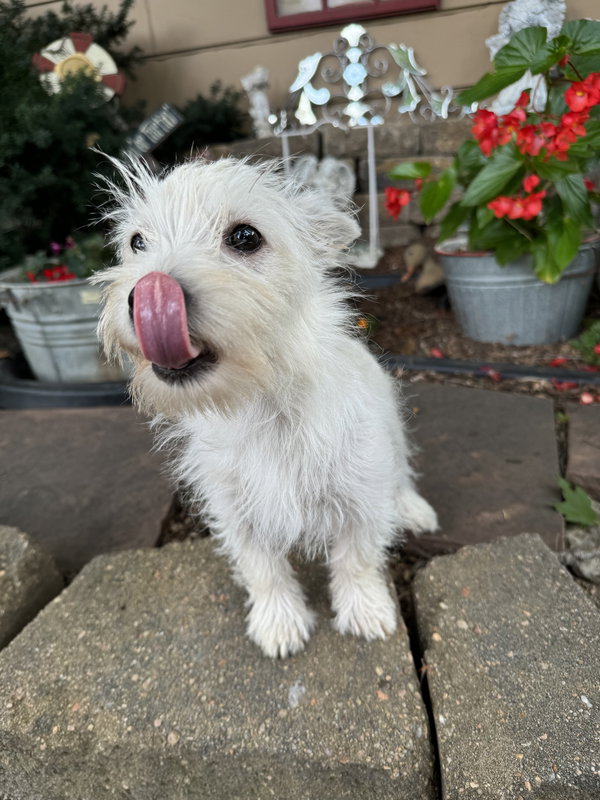 Audrey