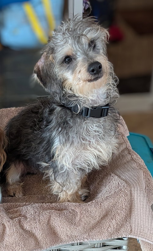 Axel