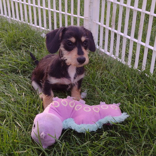 Eli