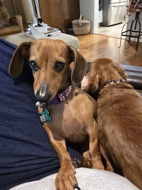 Cinnamon