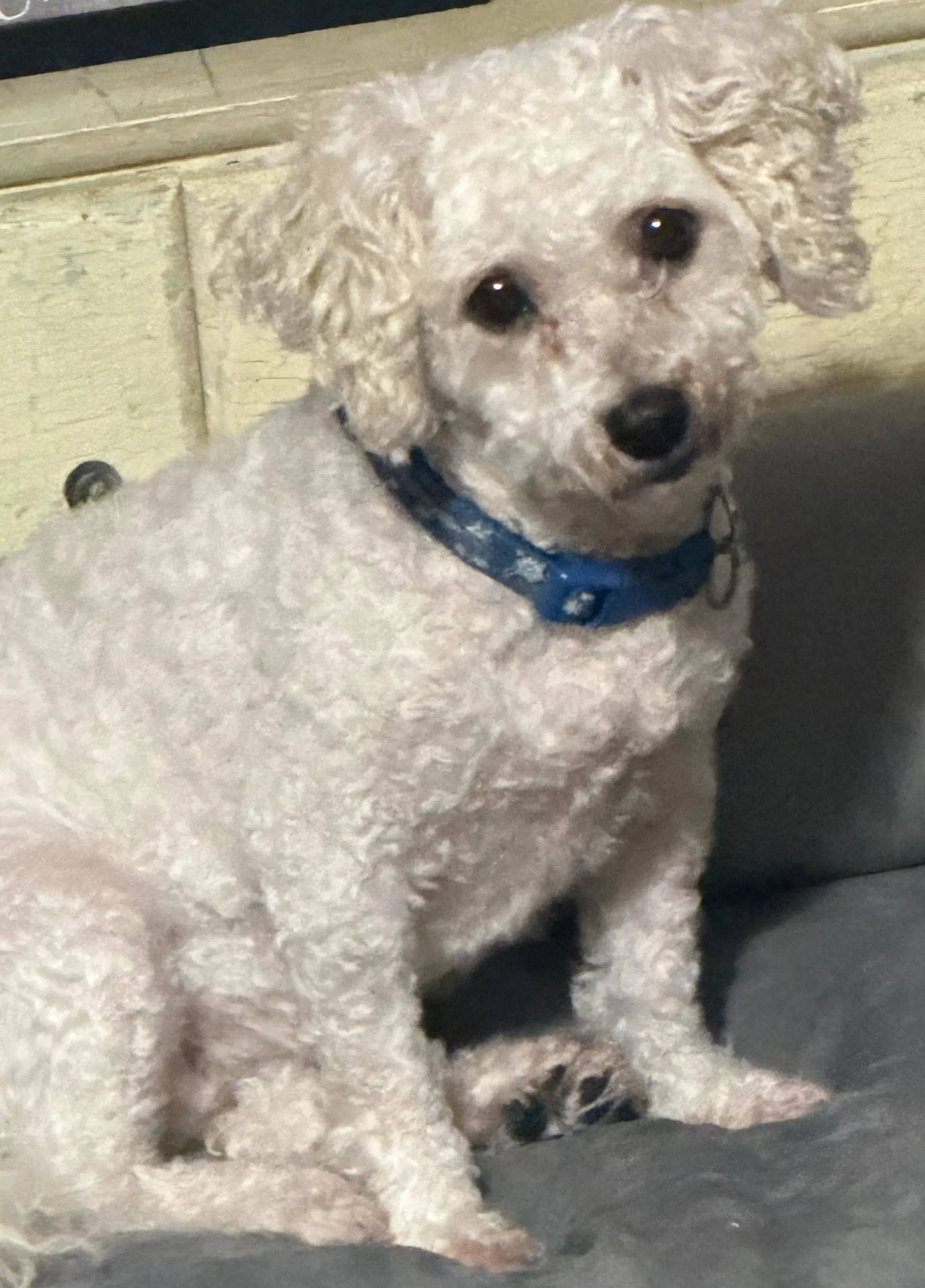 Frost - Bichon Frise