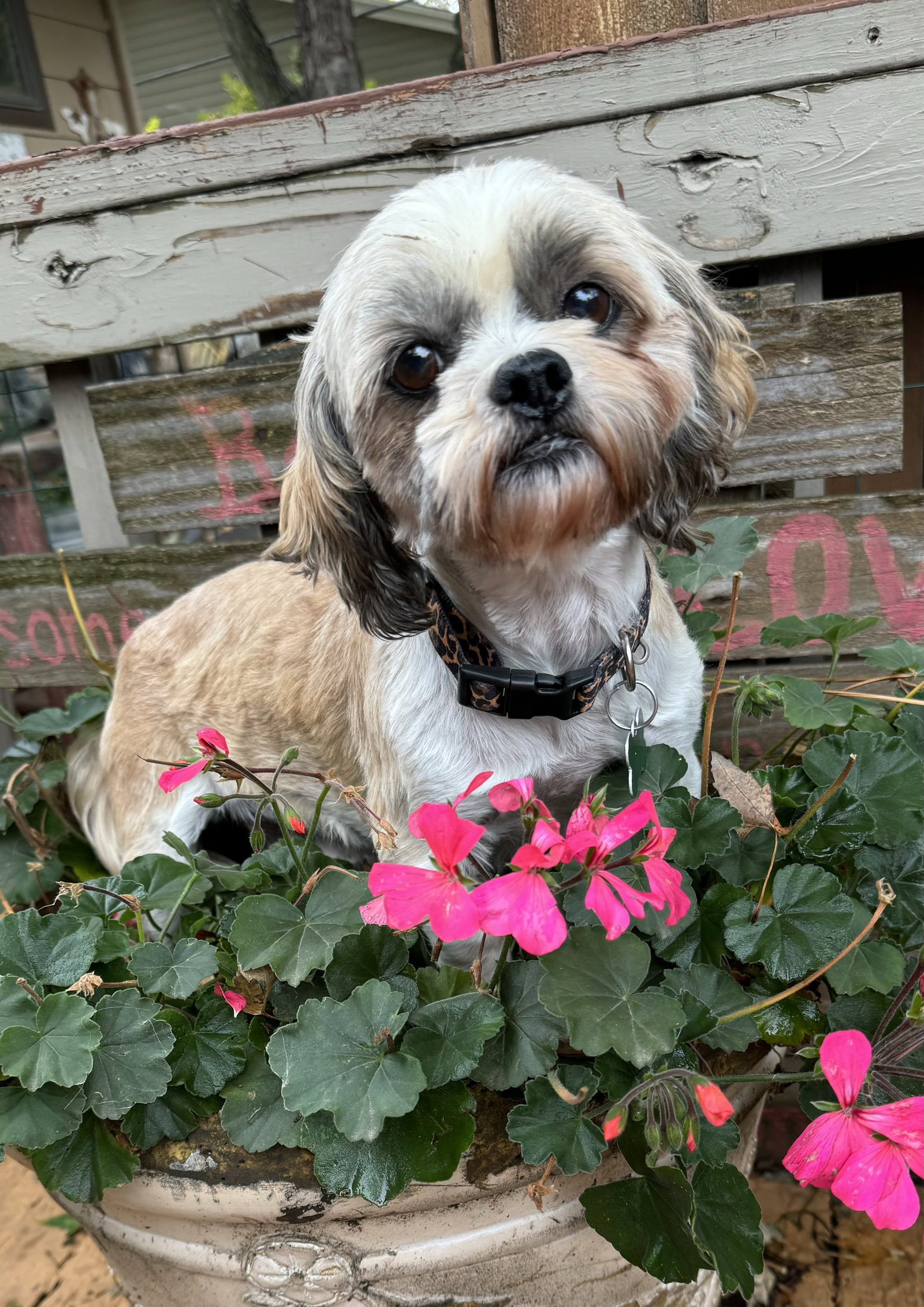 Nettie