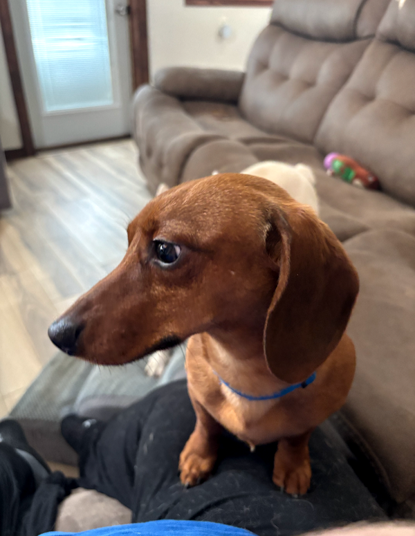 Biscuit