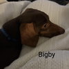 Bigby
