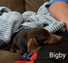 Bigby