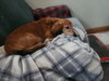 Buster
