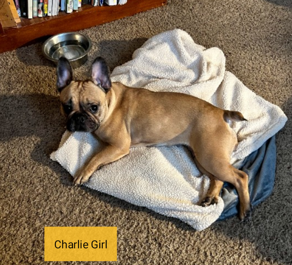 Charlie Girl
