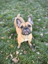 Charlie Girl