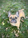 Charlie Girl