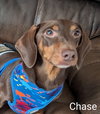 Chase