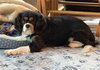 Mabel