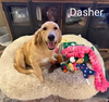 Dasher