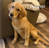 Dasher