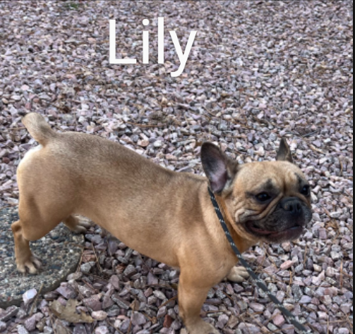 Lily