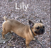 Lily