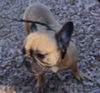 Lily - Photo 2