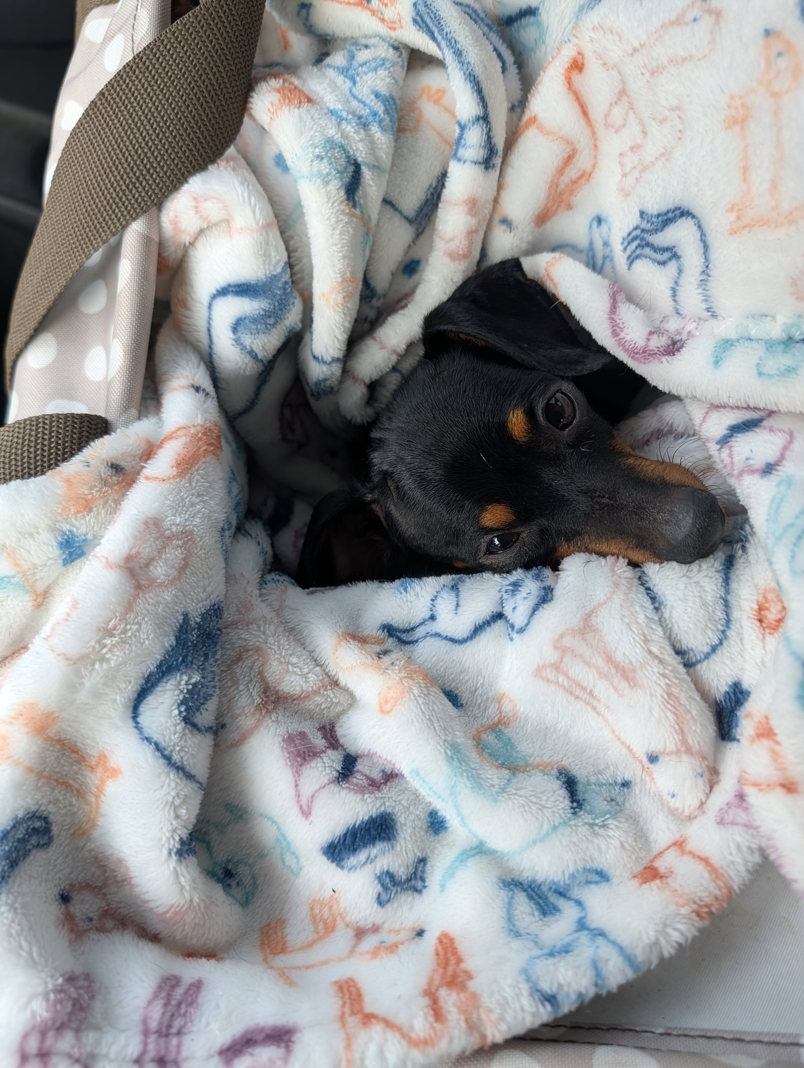 Cuddle Bug