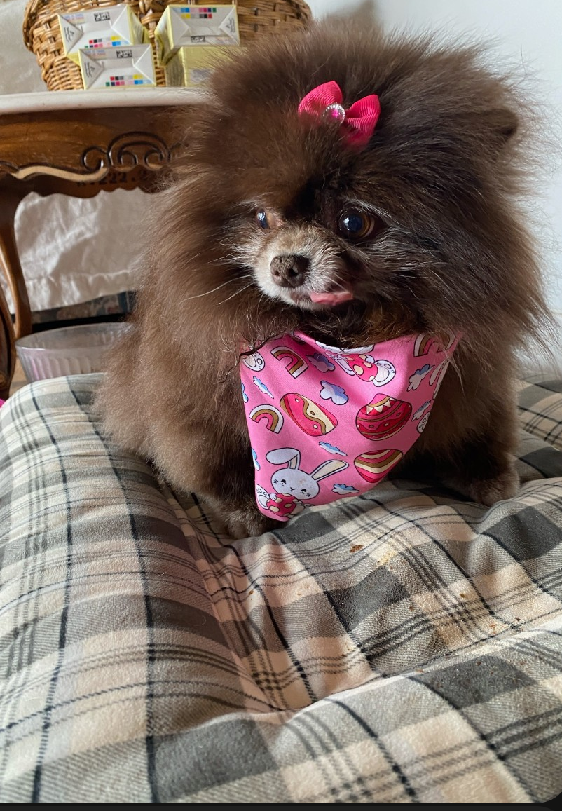 Phoebe Image