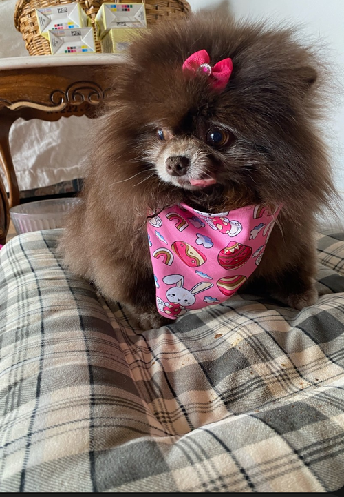 picture of the dog needing adoption