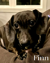 Finn