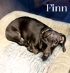 Finn